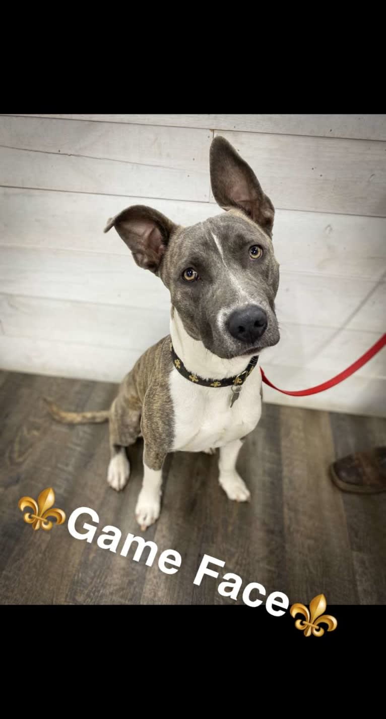 SAINT, an American Pit Bull Terrier and American Staffordshire Terrier mix tested with EmbarkVet.com