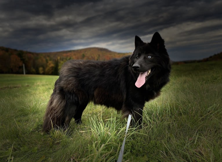 Nebula, a Siberian Husky tested with EmbarkVet.com