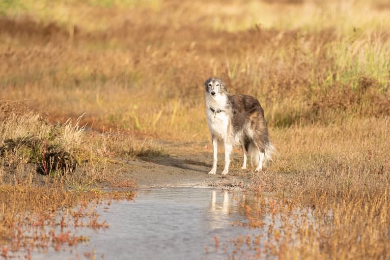 Kira, a Silken Windhound tested with EmbarkVet.com