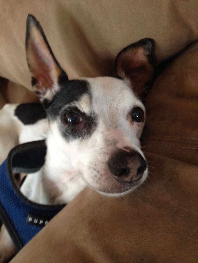 Jack, a Rat Terrier and Chihuahua mix tested with EmbarkVet.com