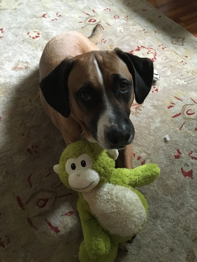 Buster, a Labrador Retriever and Beagle mix tested with EmbarkVet.com