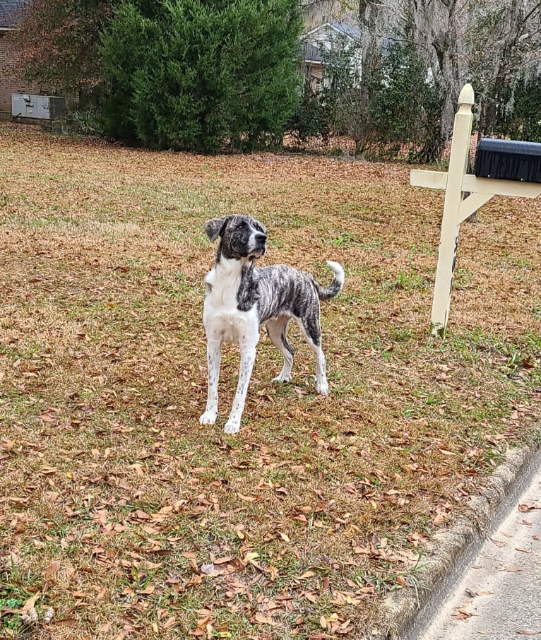 Oliver, a Great Pyrenees and American Pit Bull Terrier mix tested with EmbarkVet.com