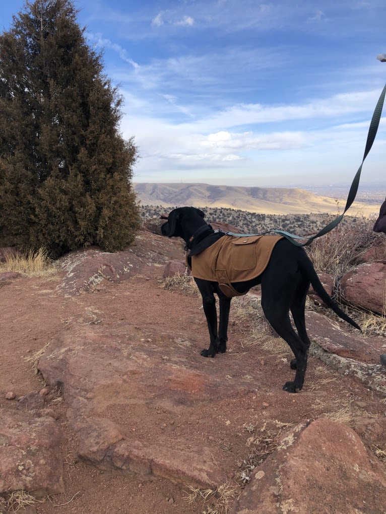 Casanova, a German Shorthaired Pointer and Rottweiler mix tested with EmbarkVet.com