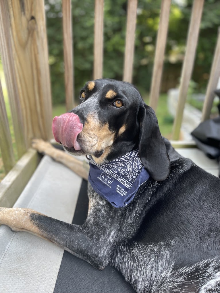 Wrigley, a Bluetick Coonhound tested with EmbarkVet.com