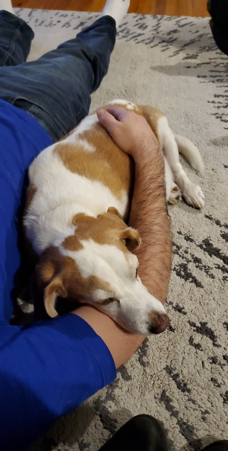 Tucker, a Beagle tested with EmbarkVet.com