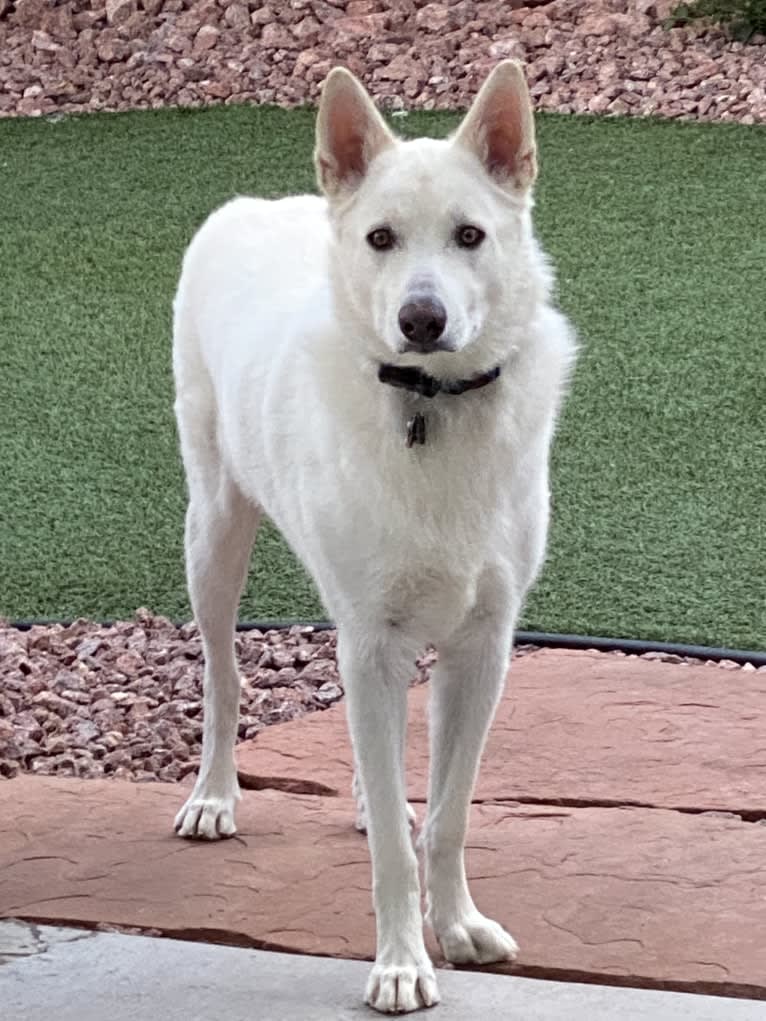 Zeus Barron, a German Shepherd Dog and Siberian Husky mix tested with EmbarkVet.com