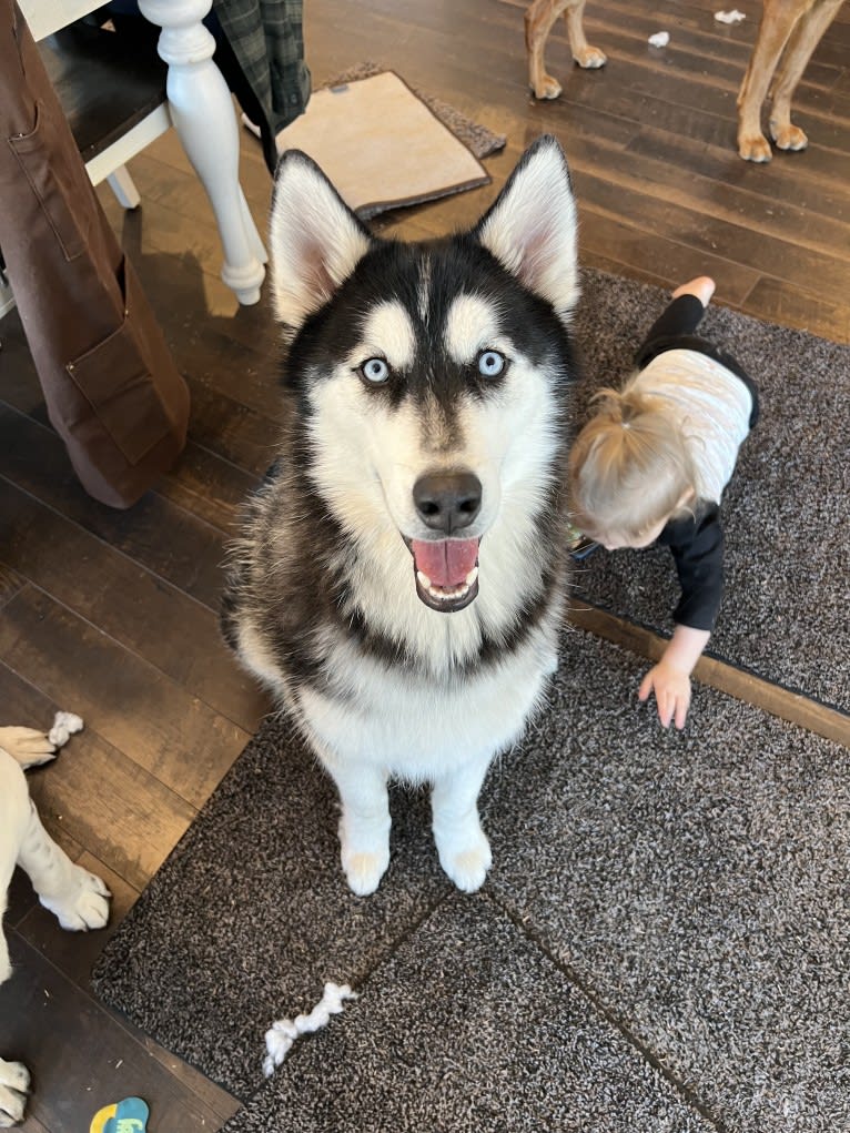 Drake Flynn, a Siberian Husky tested with EmbarkVet.com