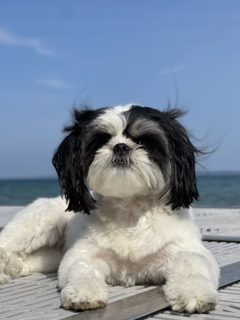 Luna, a Shih Tzu and Japanese Chin mix tested with EmbarkVet.com