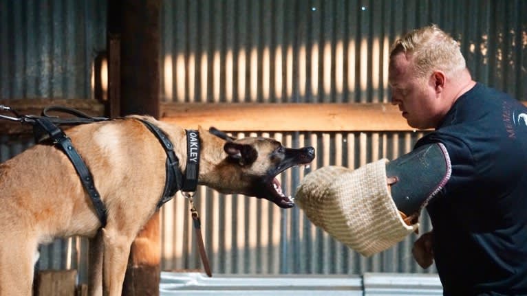 Oakley, a Belgian Shepherd tested with EmbarkVet.com