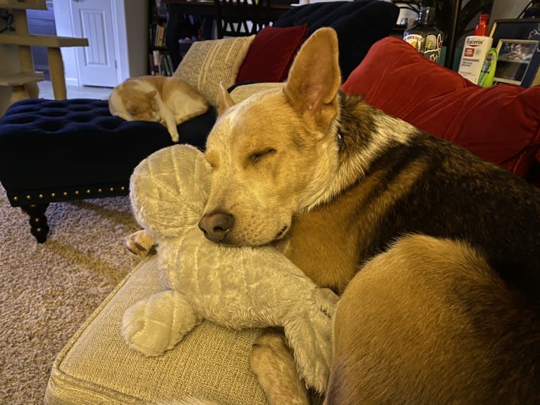 Remus, an Australian Cattle Dog and Chow Chow mix tested with EmbarkVet.com