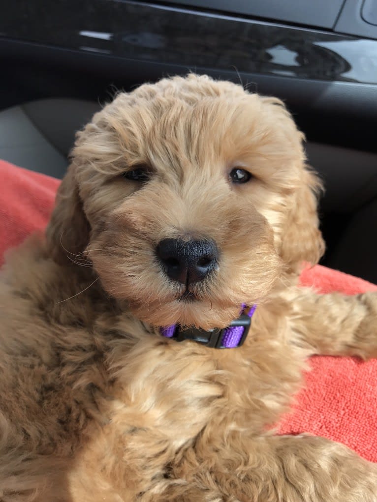 Charly, a Goldendoodle tested with EmbarkVet.com