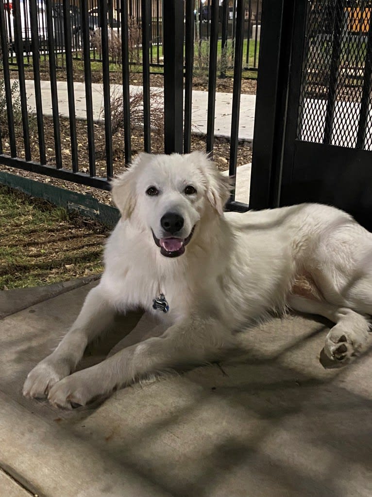 Tundra, a Great Pyrenees tested with EmbarkVet.com