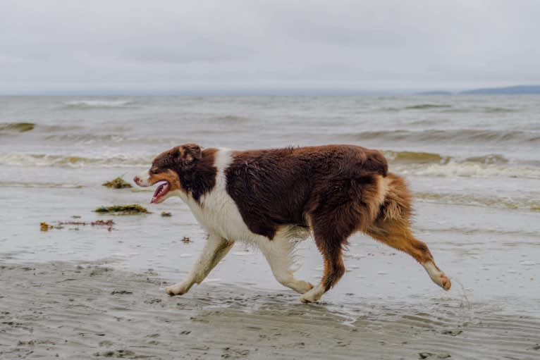 Klutch, an Australian Shepherd tested with EmbarkVet.com