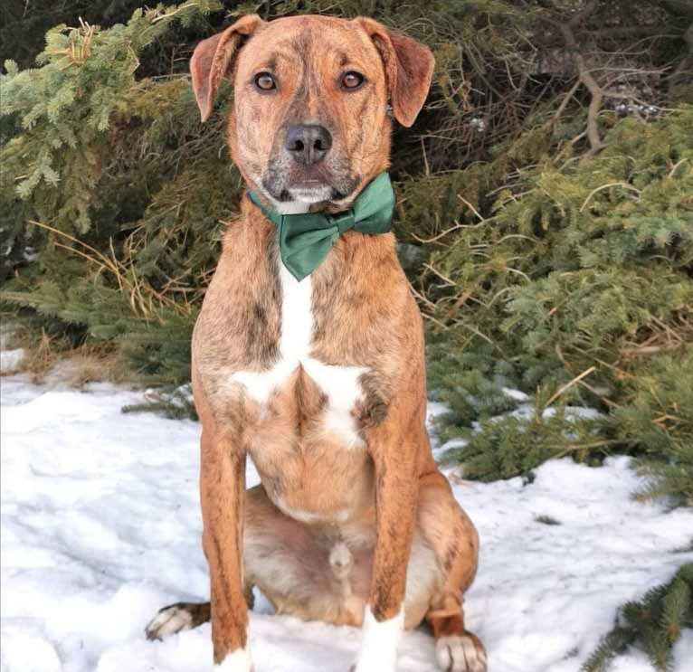 Boston, an American Pit Bull Terrier and Saint Bernard mix tested with EmbarkVet.com