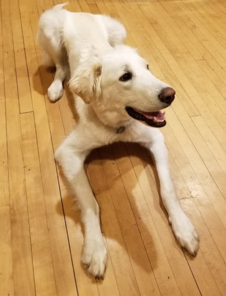 Sebastian, a Great Pyrenees and Great Dane mix tested with EmbarkVet.com