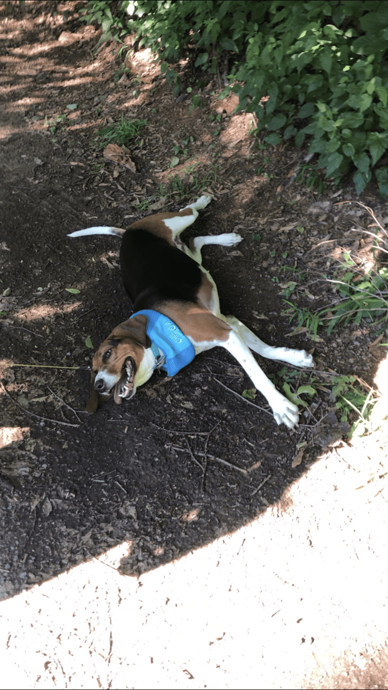 Roxy, a Treeing Walker Coonhound tested with EmbarkVet.com