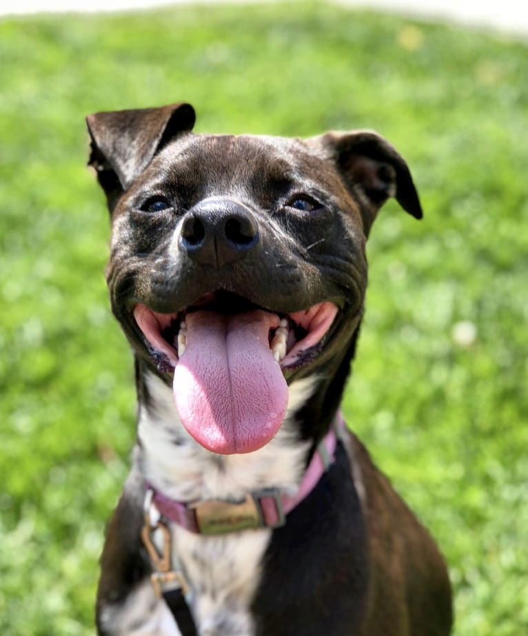 Hazely, an American Pit Bull Terrier and American Staffordshire Terrier mix tested with EmbarkVet.com