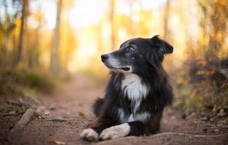 Jasper, an Australian Shepherd and Border Collie mix tested with EmbarkVet.com