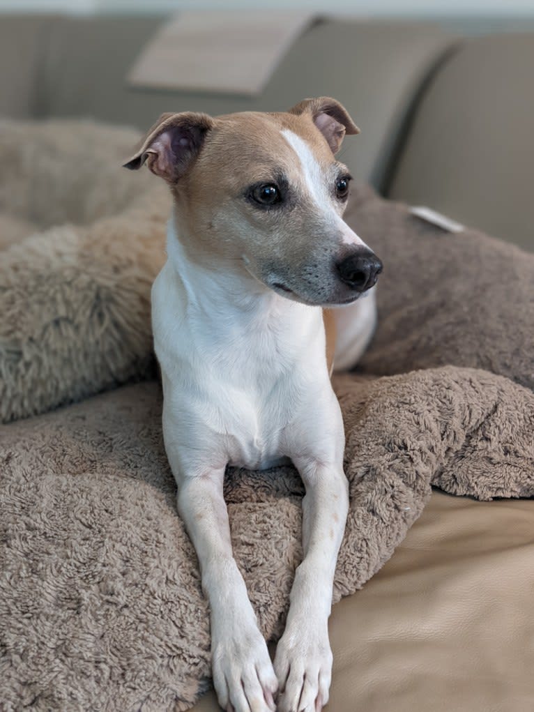 Katie, a Rat Terrier tested with EmbarkVet.com