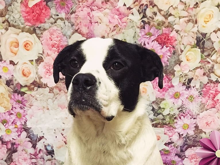 Eleven, a Bulldog and Great Pyrenees mix tested with EmbarkVet.com