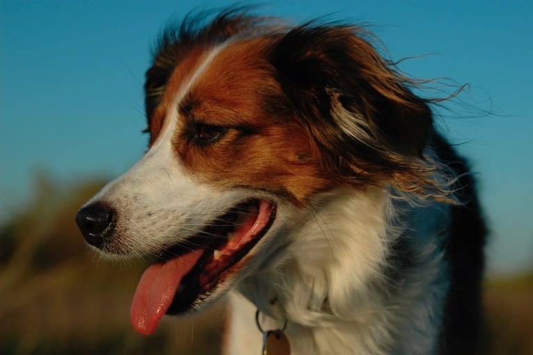 Turbo, an English Setter and Brittany mix tested with EmbarkVet.com