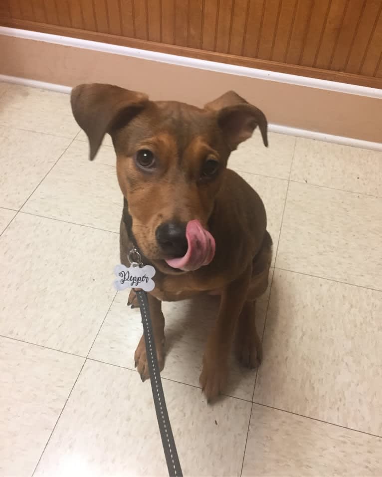 Pepper, an American Pit Bull Terrier and Treeing Walker Coonhound mix tested with EmbarkVet.com