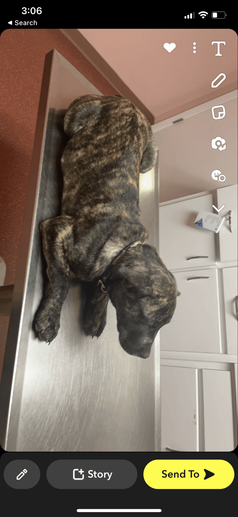 Duke, an American Pit Bull Terrier and Siberian Husky mix tested with EmbarkVet.com