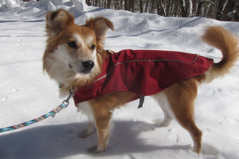 Kaylee, a Labrador Retriever and Samoyed mix tested with EmbarkVet.com