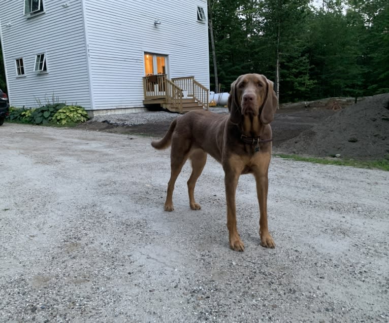 Abe, a Bloodhound and Labrador Retriever mix tested with EmbarkVet.com