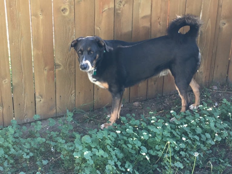 Hudson, a Catahoula Leopard Dog and German Shepherd Dog mix tested with EmbarkVet.com