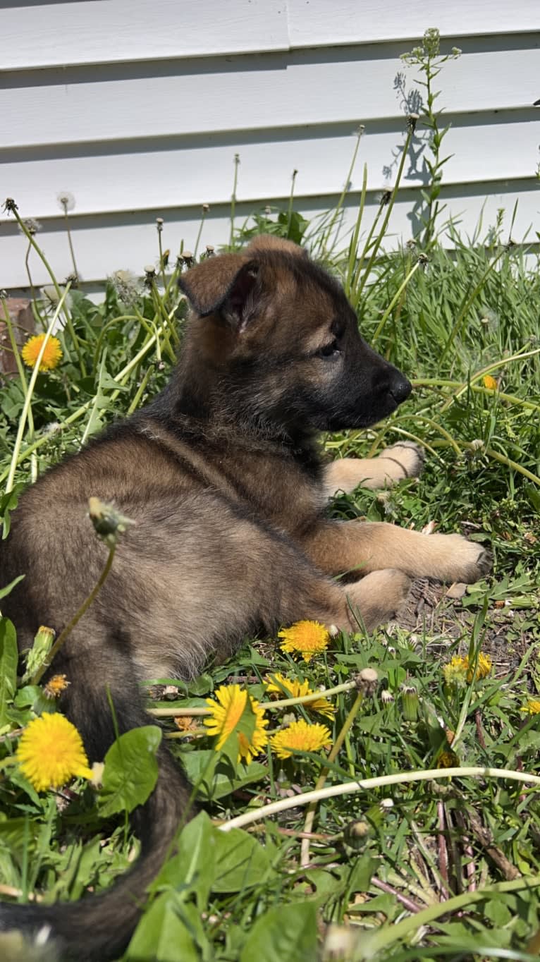 Manfred Von Rexroad, a German Shepherd Dog and American Pit Bull Terrier mix tested with EmbarkVet.com
