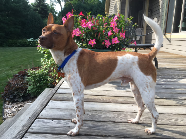 Topi, a Rat Terrier and Chihuahua mix tested with EmbarkVet.com