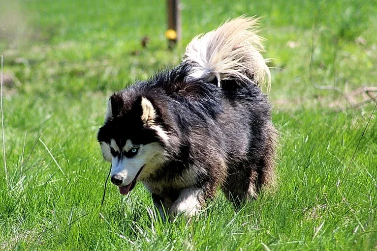 "NEO" NOVEL SIBERIAN'S SLEIGH RIDE, a Siberian Husky tested with EmbarkVet.com