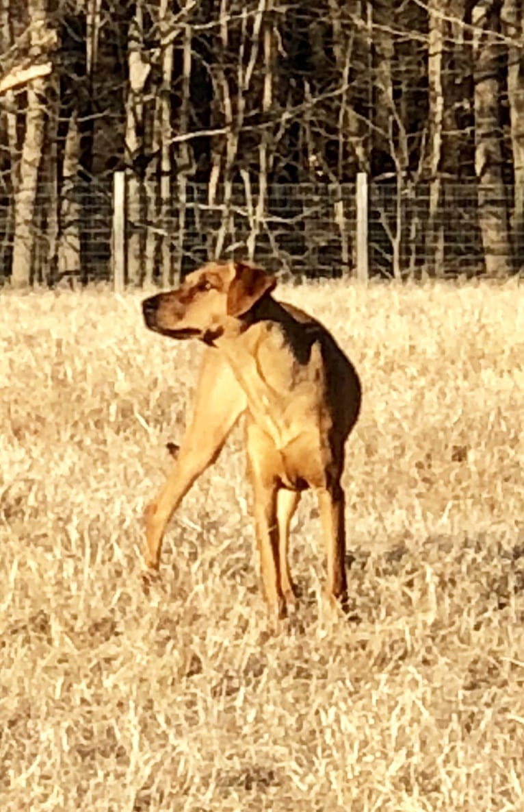 Duchess, a Doberman Pinscher and American Pit Bull Terrier mix tested with EmbarkVet.com