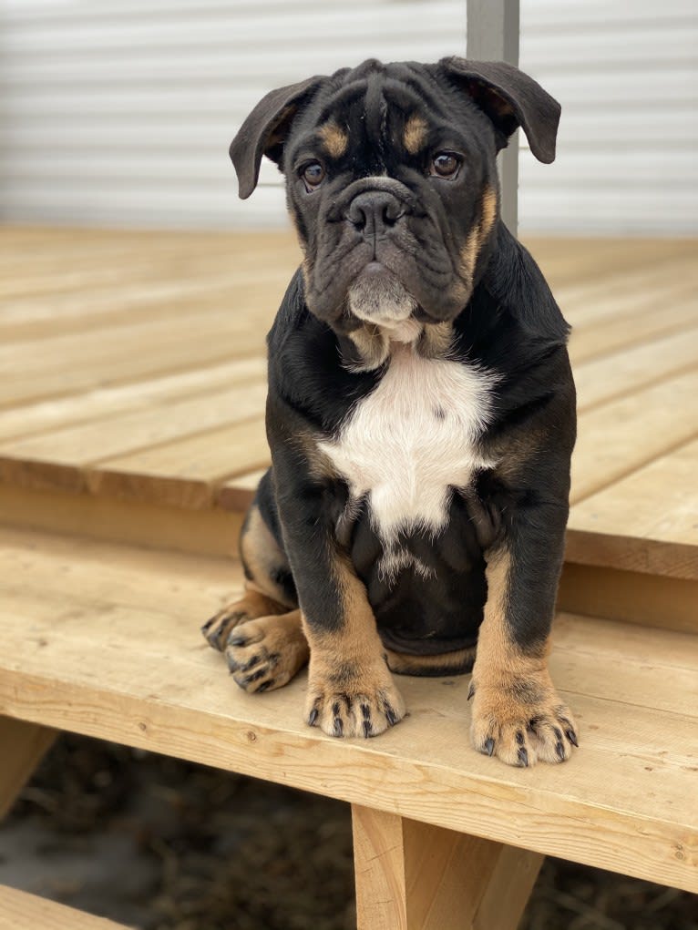 Drax, a Bulldog tested with EmbarkVet.com