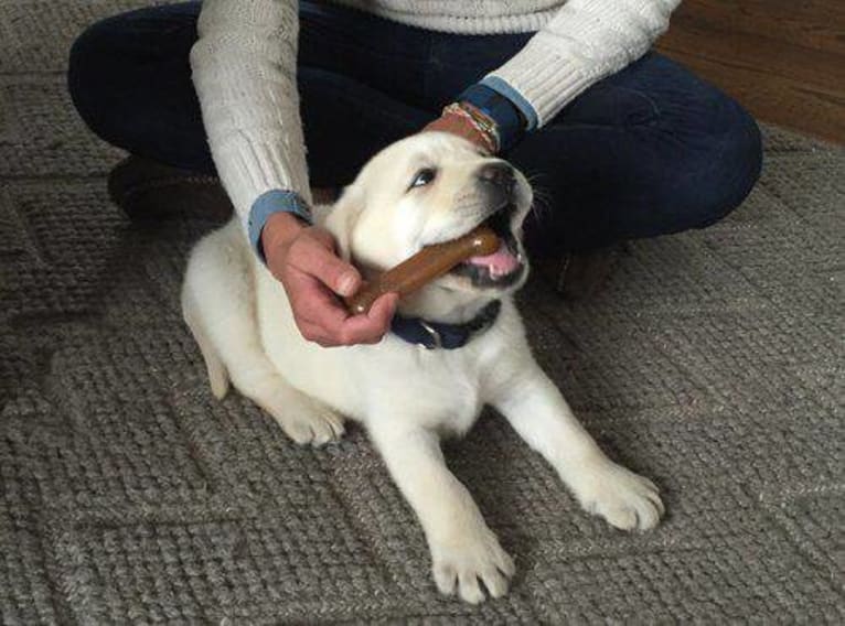 Gus, a Labrador Retriever tested with EmbarkVet.com