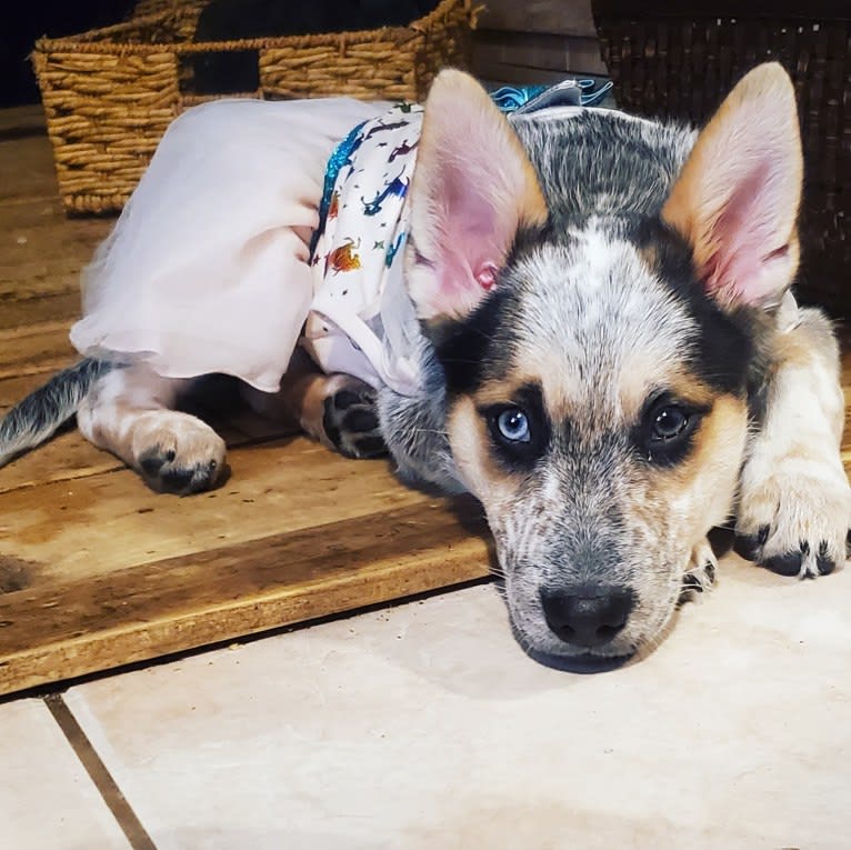 Flora, an Australian Cattle Dog and Siberian Husky mix tested with EmbarkVet.com