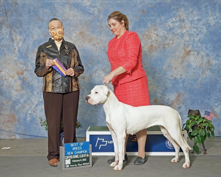 Mercy, a Dogo Argentino tested with EmbarkVet.com