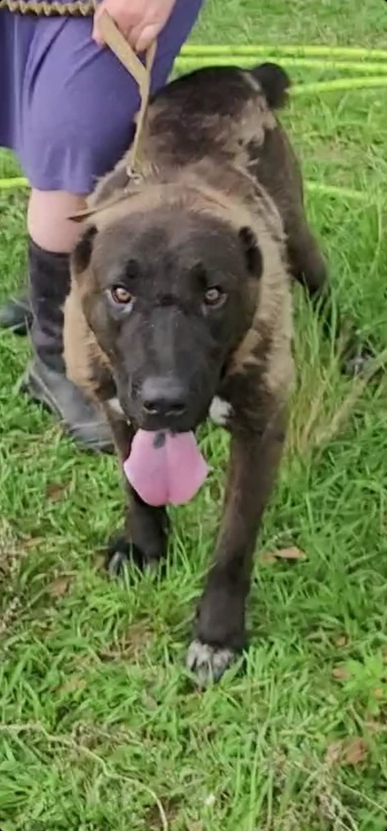 Zhanna, a Central Asian Shepherd Dog tested with EmbarkVet.com