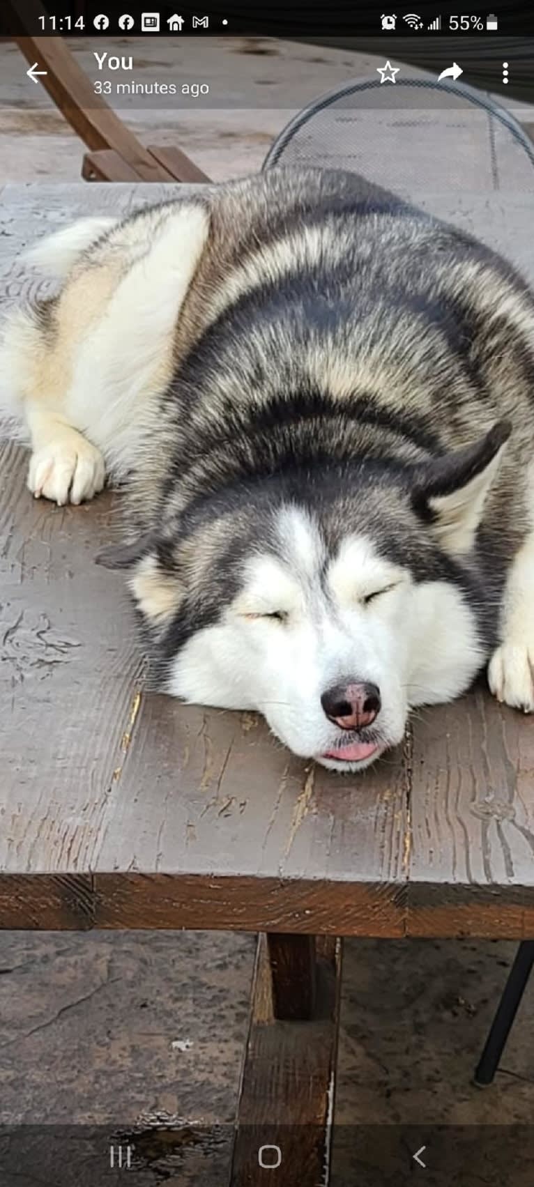 Gus, a Siberian Husky and Alaskan Malamute mix tested with EmbarkVet.com