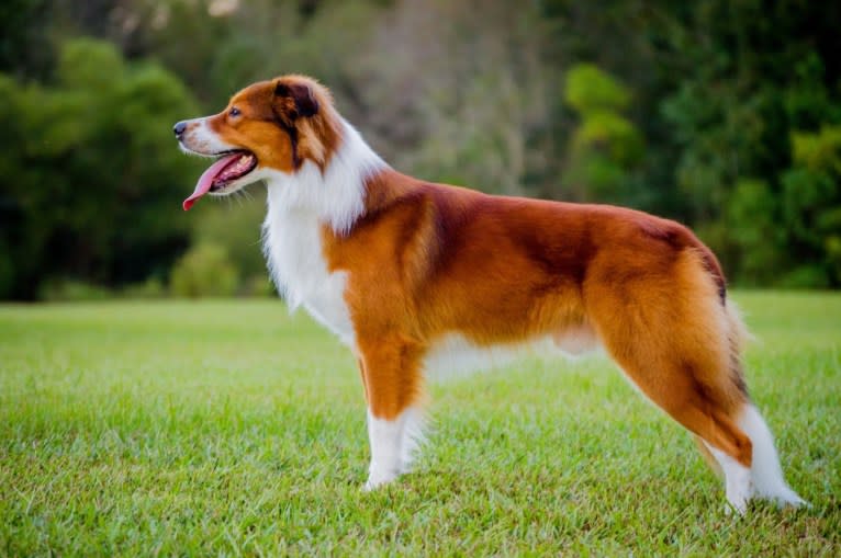 Mac, an English Shepherd tested with EmbarkVet.com