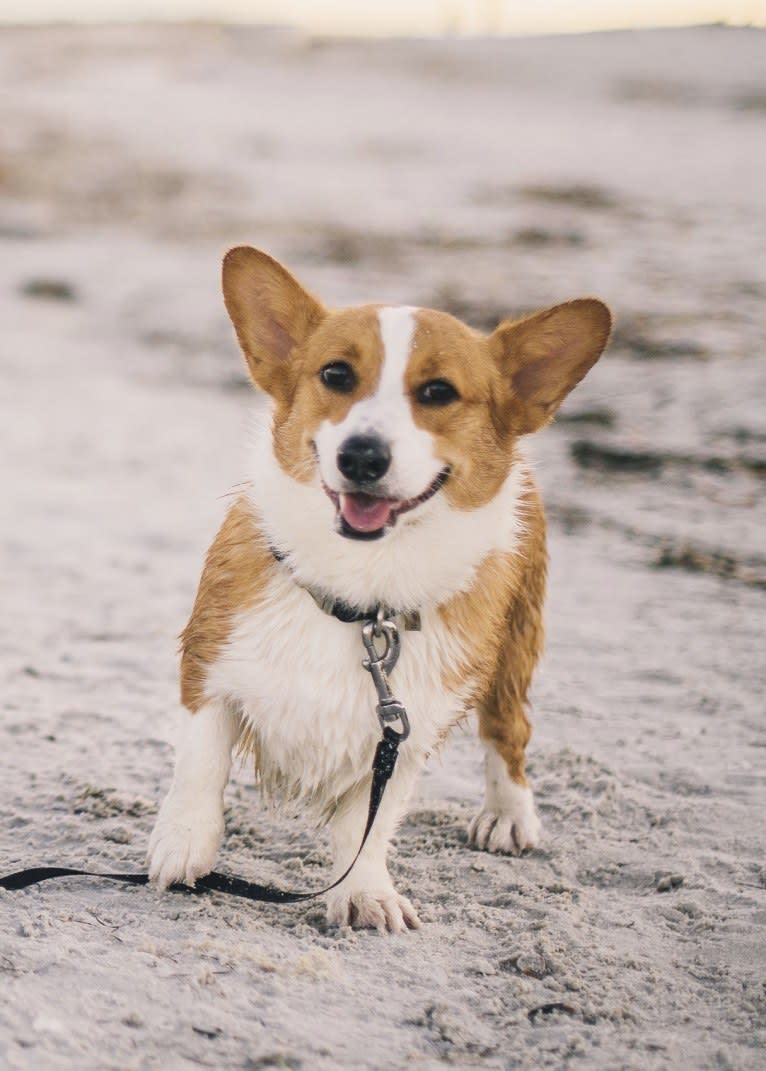 Lil Teddy, a Pembroke Welsh Corgi tested with EmbarkVet.com