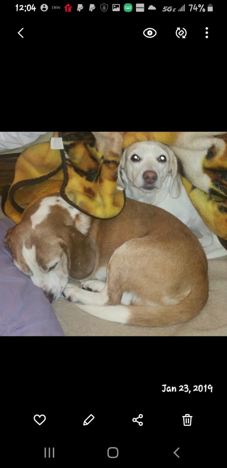 Sweety, a Beagle (5.5% unresolved) tested with EmbarkVet.com