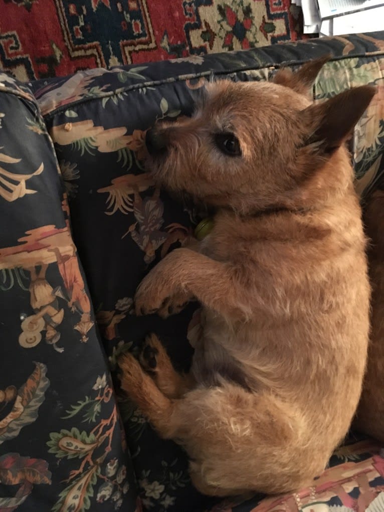 Turkey, a Norwich Terrier tested with EmbarkVet.com
