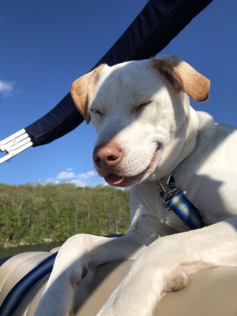 Rummy Bear, an American Pit Bull Terrier and Chihuahua mix tested with EmbarkVet.com