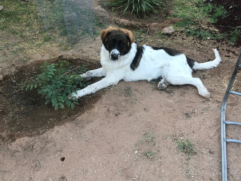 Aries, a Great Pyrenees and American Pit Bull Terrier mix tested with EmbarkVet.com