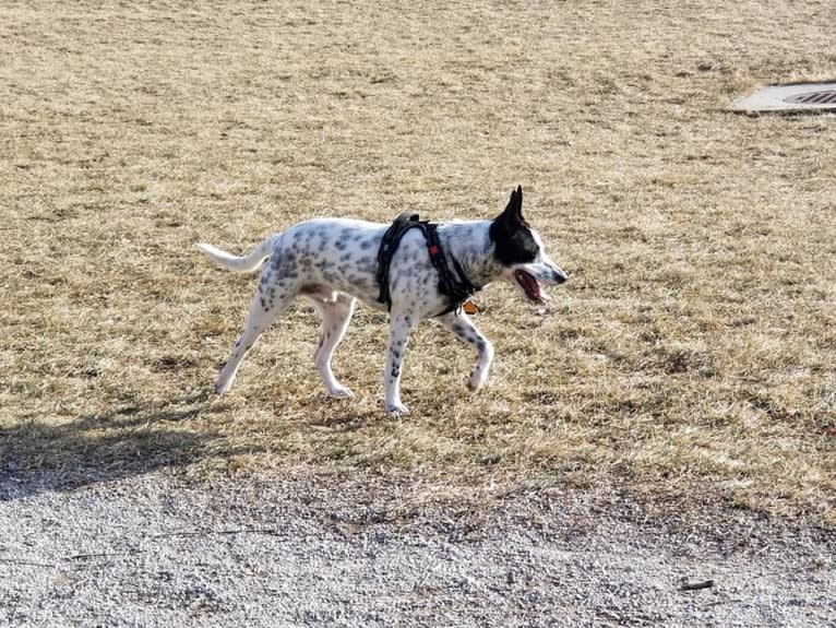 Sigmund, a Rat Terrier and Australian Cattle Dog mix tested with EmbarkVet.com