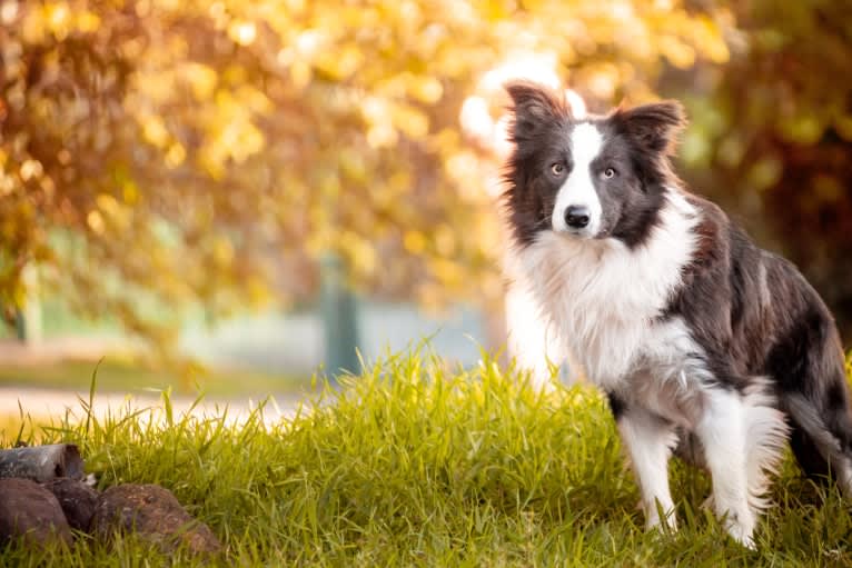 Koda, a Border Collie tested with EmbarkVet.com