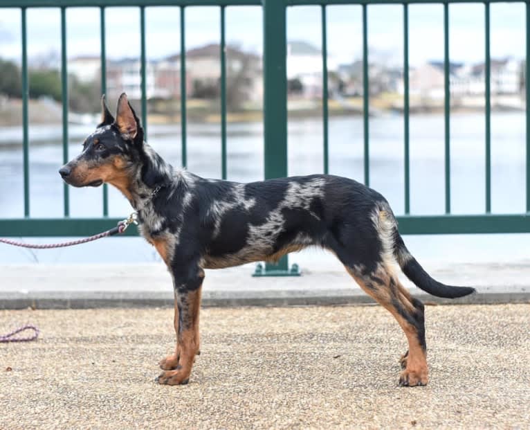 Moulin Vert’s Paxx Romana, a Beauceron tested with EmbarkVet.com