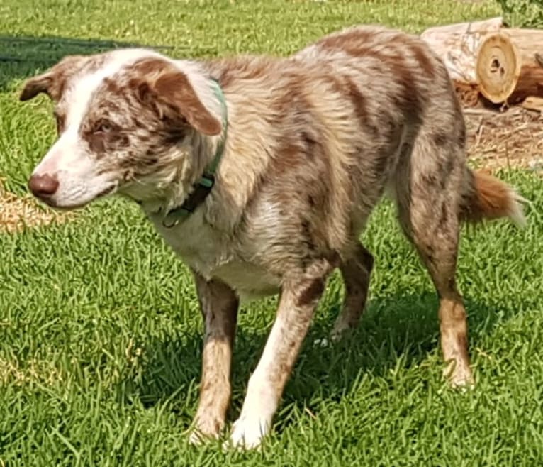 Gwydir Roxy, a Koolie tested with EmbarkVet.com